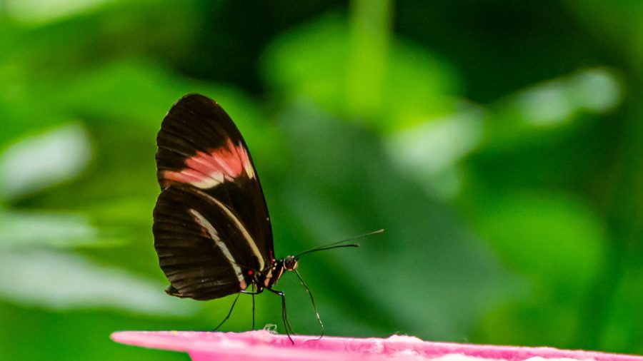 ©Juan Carlos Mazzini