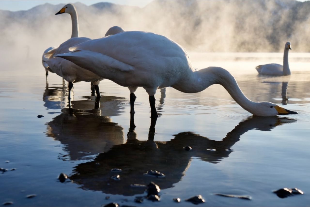 Cisnes cantores @Luis Alcaraz
