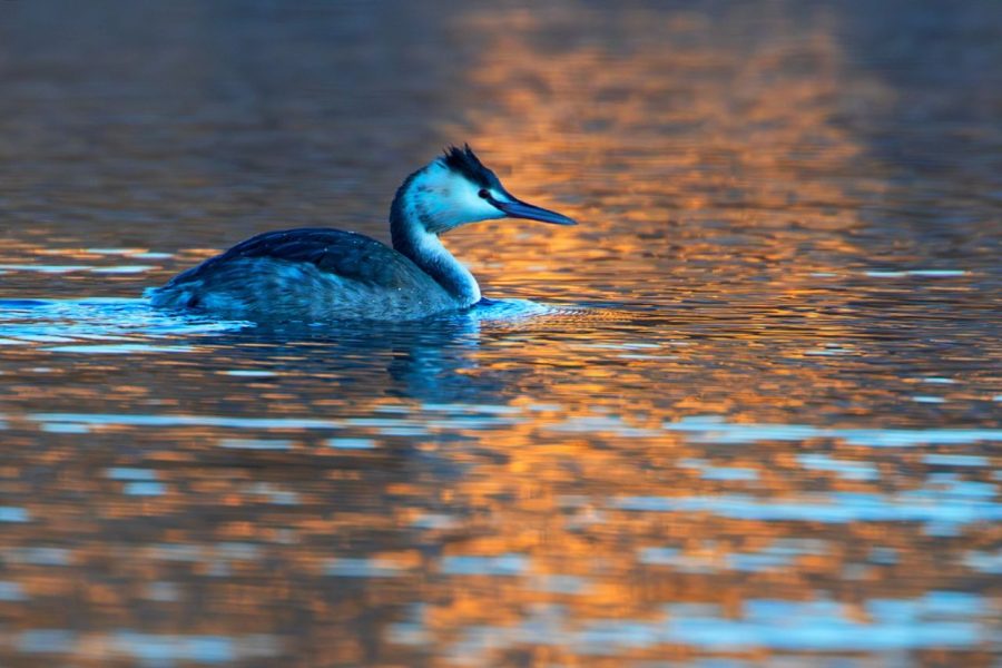 Somormujo en plumaje invernal ©Miguel Benedicto