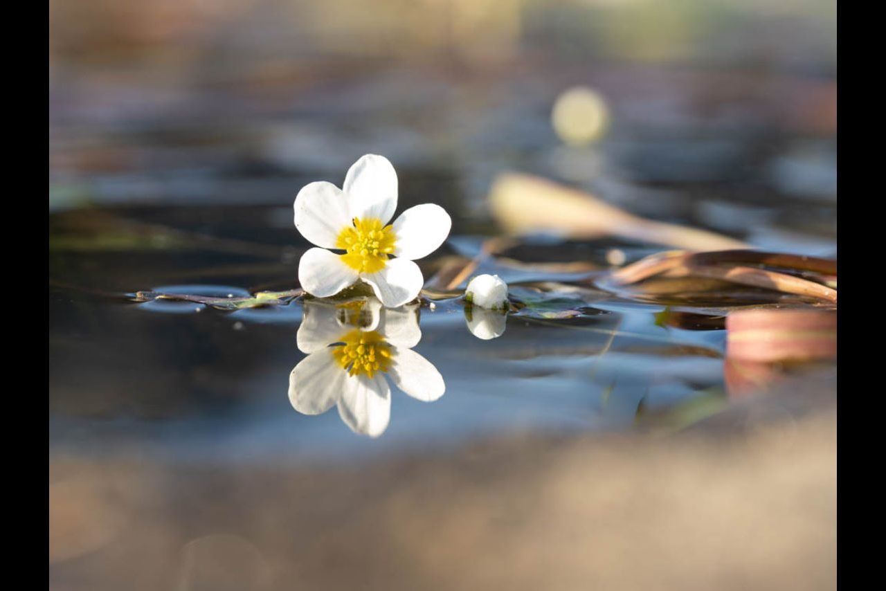 Flor @Mar Sanz