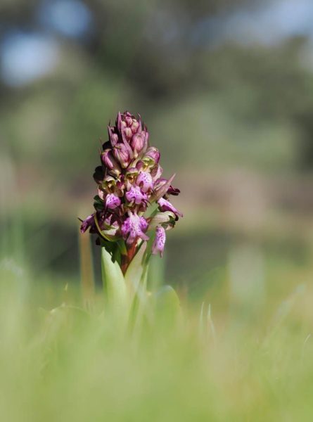 Orquídea ©Mar Sanz