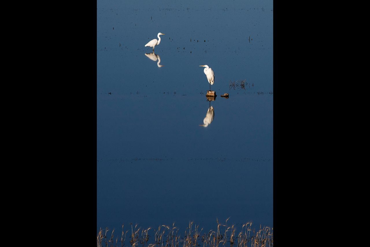 Garzas @Merce Almoguera