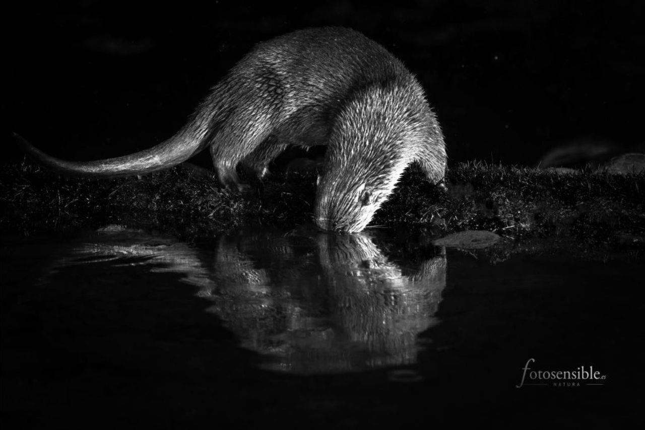 Nutria @Ramiro Díaz