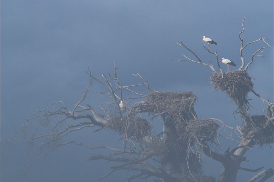 Cigüeñas ©Raquel Correa