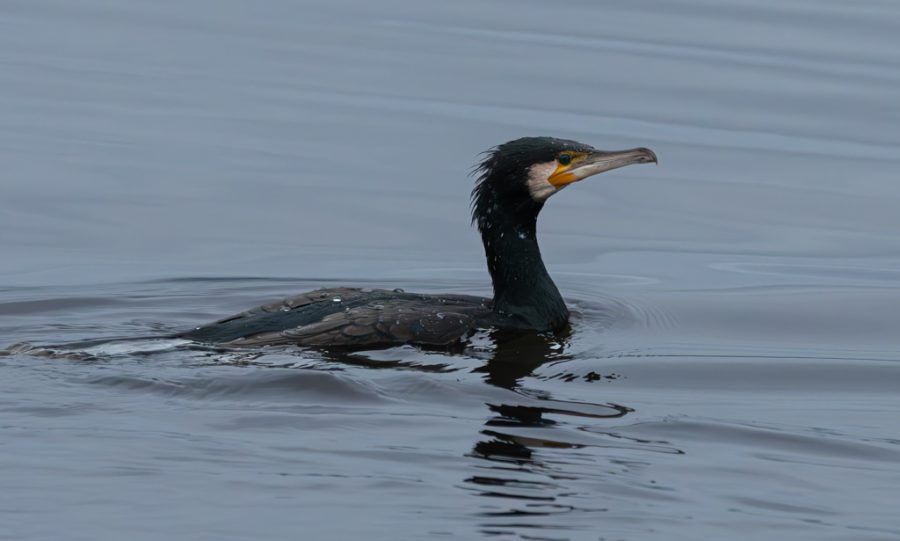 Cormoran