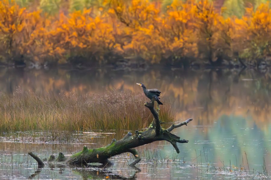 Cormoran