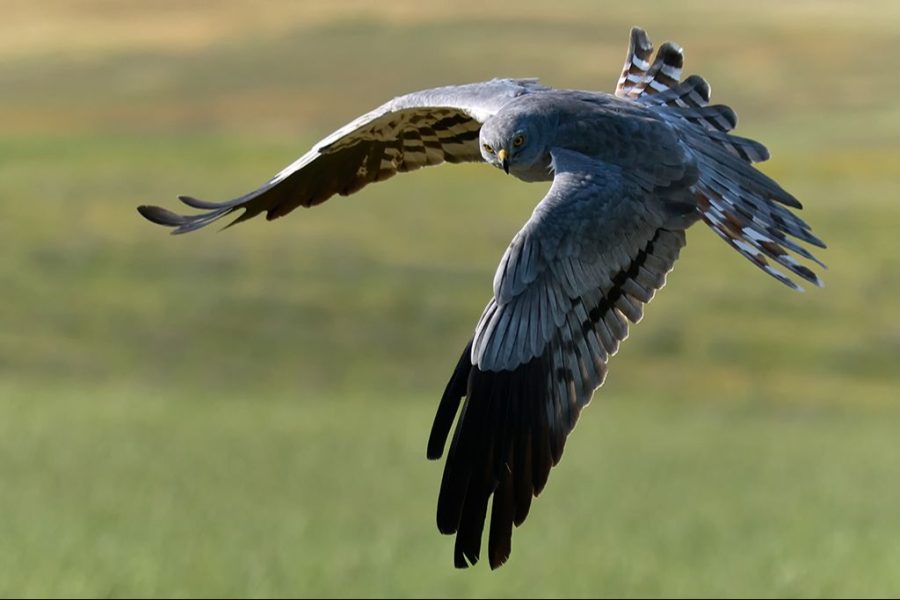 Aguilucho cenizo