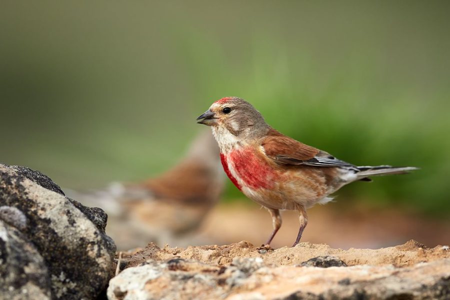 Pardillo