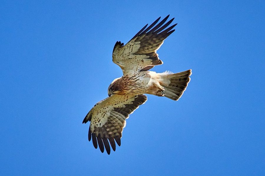 Águila calzada