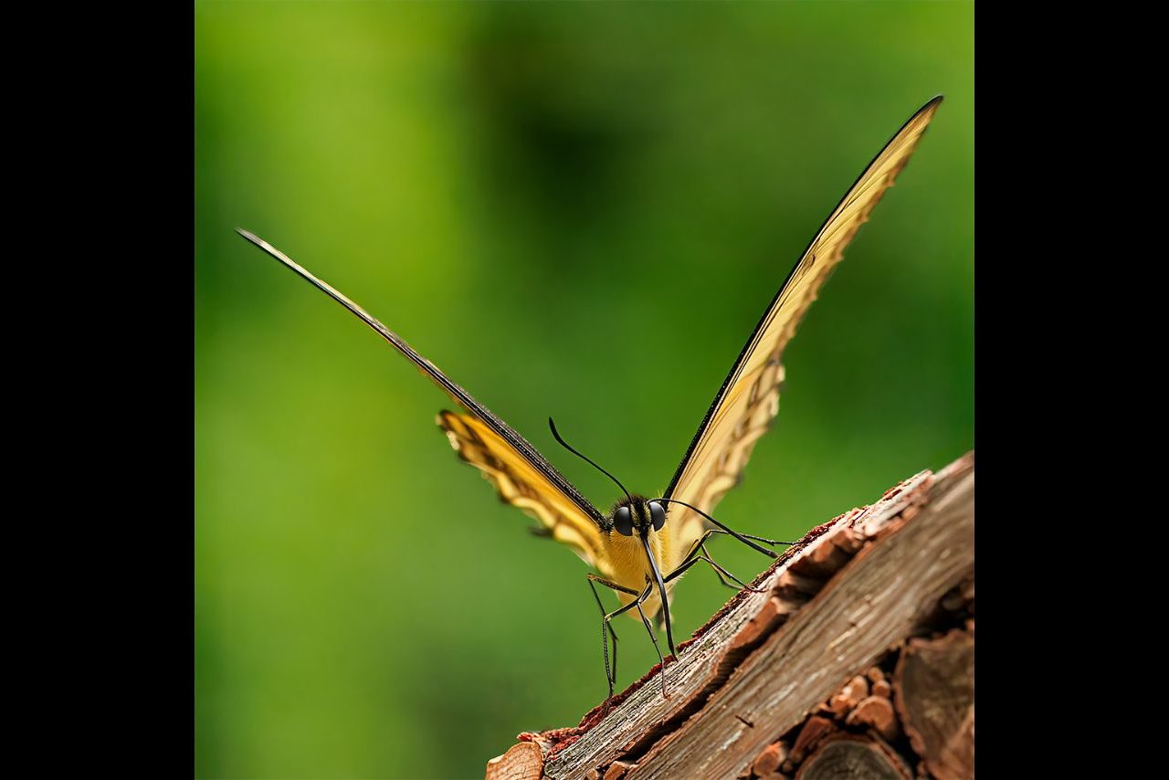 Papilio thoas ©Domingo Pestaña