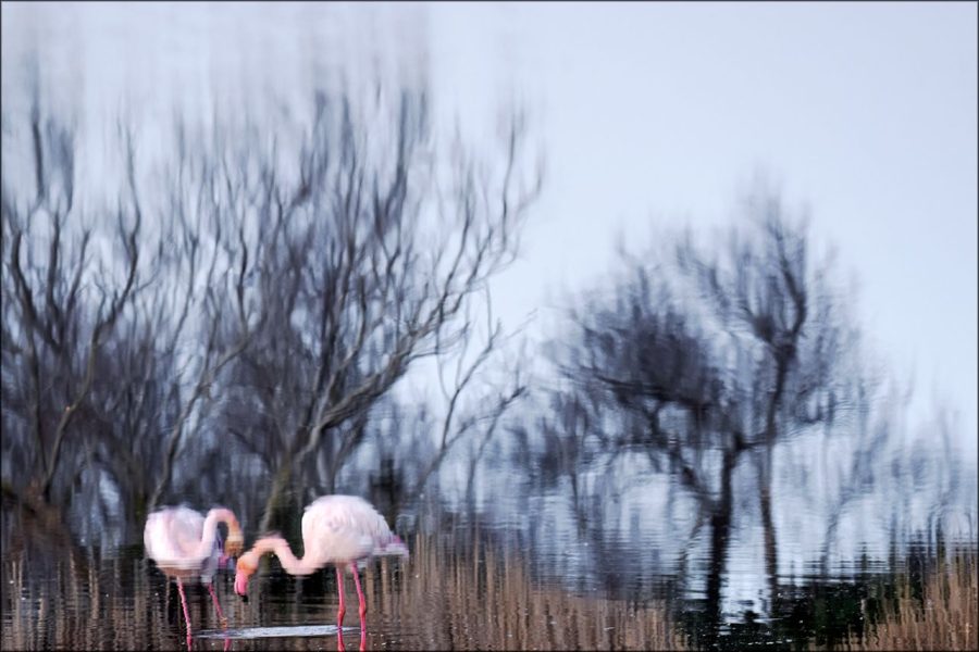 Reflejos de flamenco ©Félix Morlán