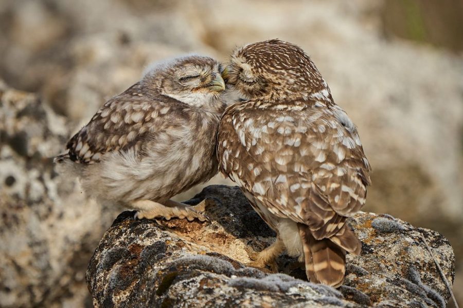 Amor mochuelo ©Javier Morales