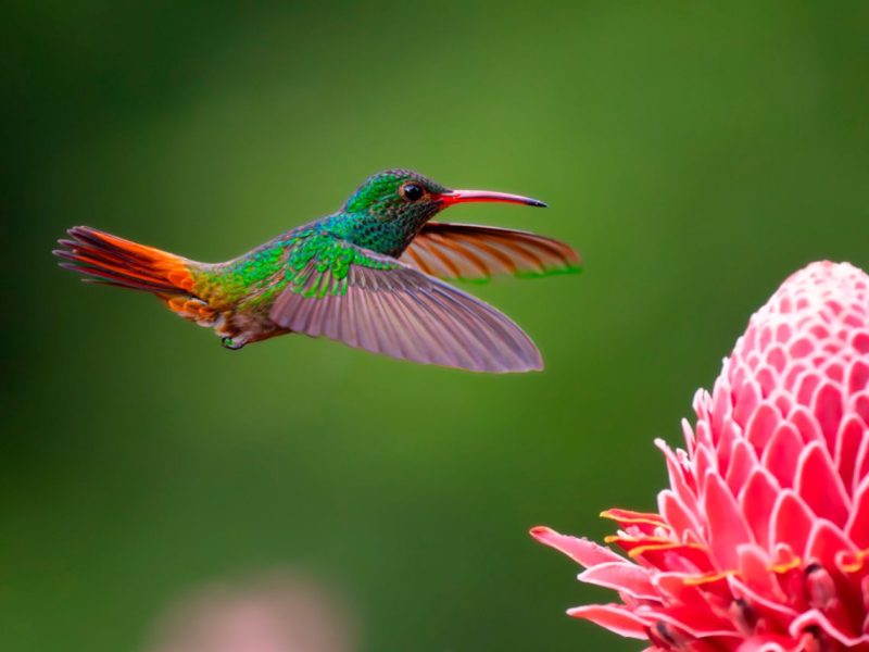 Colibrí ©José Miguel Martínez
