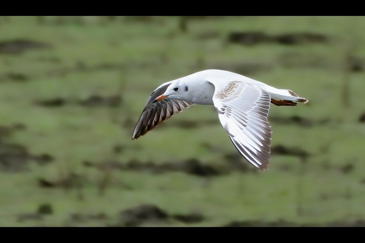 Gaviota reidora ©Juan Fermosel Gaviota reidora ©Juan Fermosel