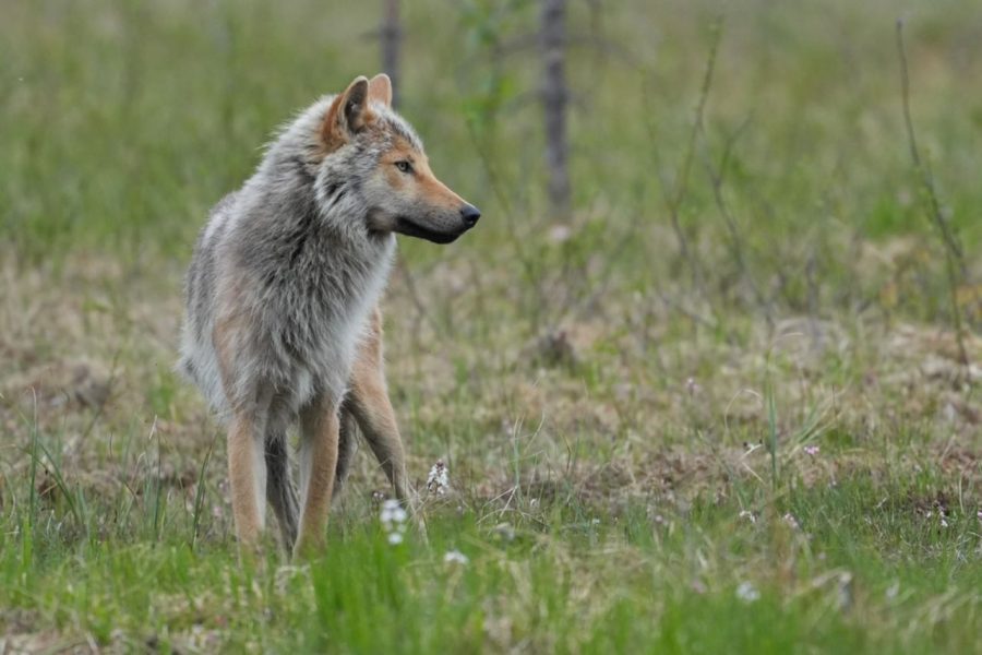 Lobo @Luis Alcaraz