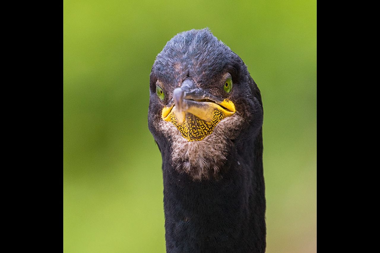 Cormorán moñudo ©Miguel Benedicto Cormorán moñudo ©Miguel Benedicto