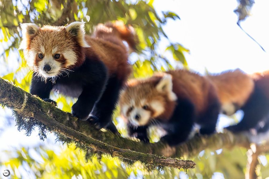 Crías de Panda Rojo @Oscar Díez