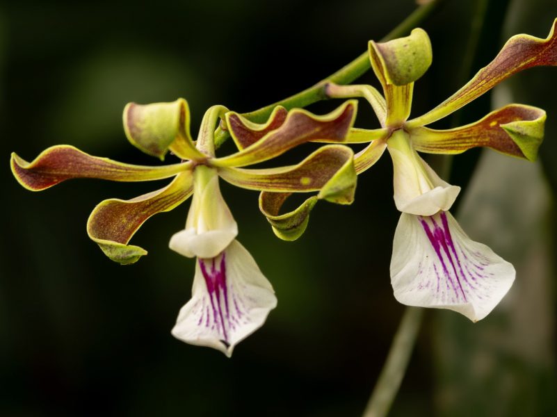 Orquídea
