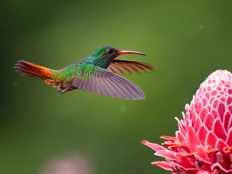 Colibri Colirrufo
