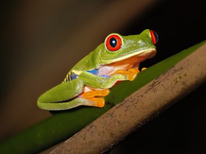 Rana de Ojos rojos