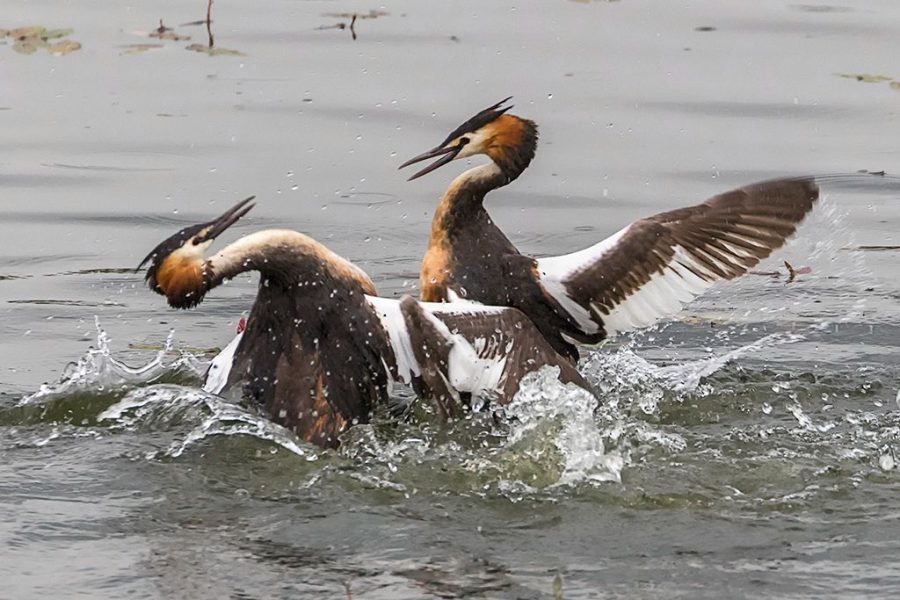 Pelea de somormujos