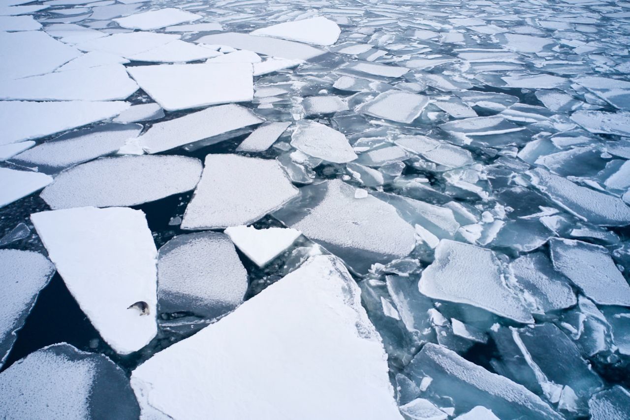 “En la inmensidad” (Foca barbuda, Svalbard, Noruega)