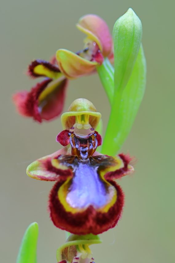 "Dama en flor" de Hugo Estévez