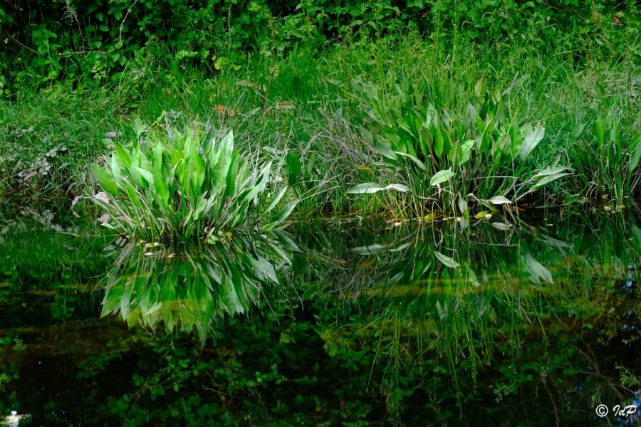 Reflejos @Isidro de Pablo