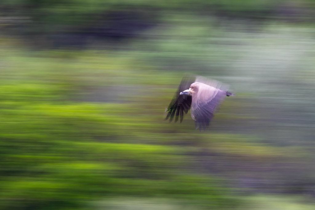 Buitre leonado ©Fernando Prieto