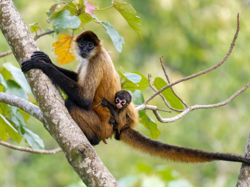 Monos araña ©José Miguel Martínez