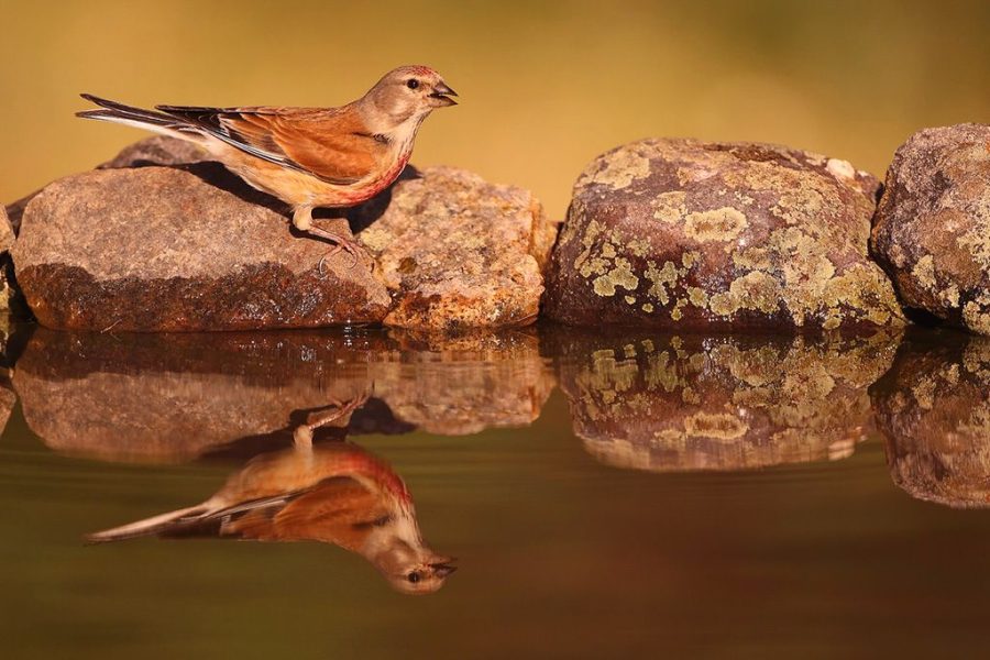 Pardillo ©Juan Carlos del Villar