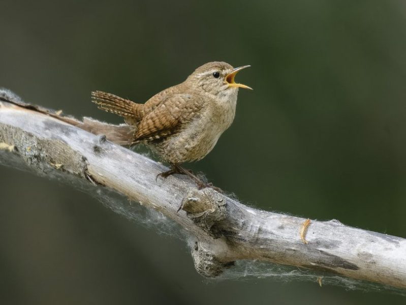 Chochín ©Juan Fermosel