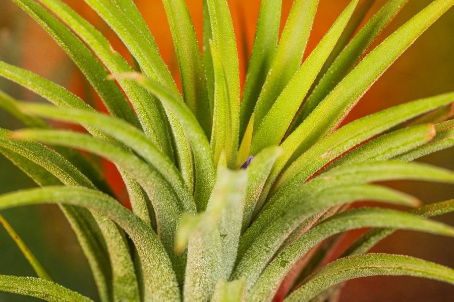 Tillandsia ionantha ©Juan Manuel Martín
