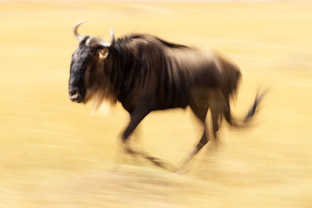 La carrera del ñú ©Miguel Benedicto