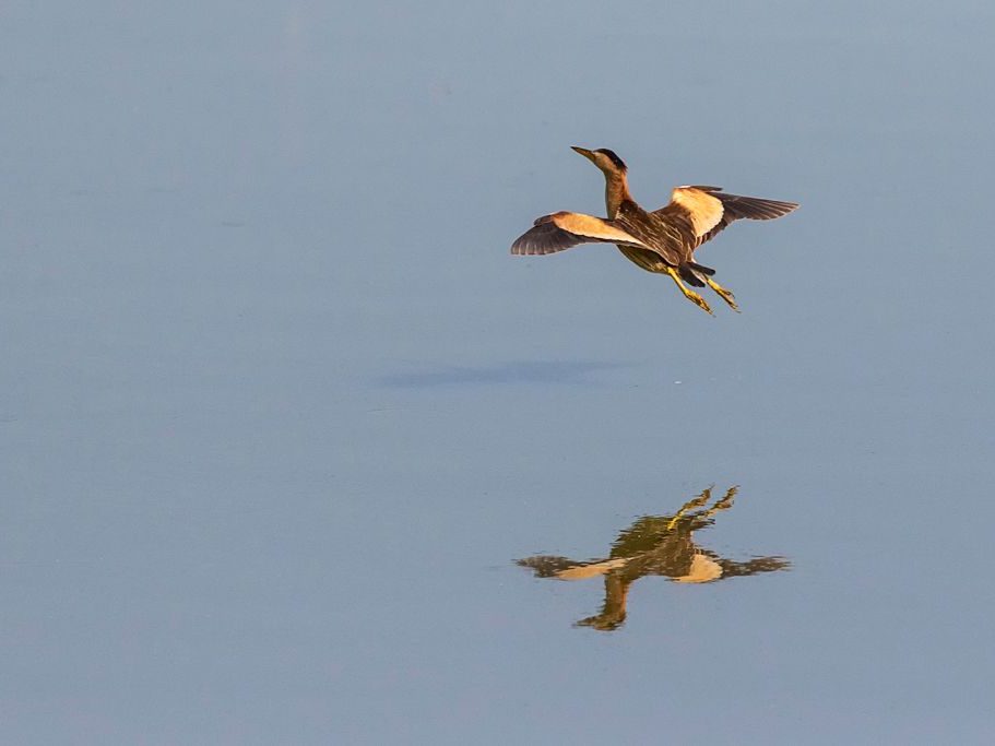 Vuelo sobre la charca Vuelo sobre la charca