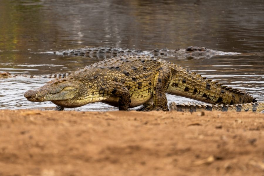 Cocodrilo del Nilo con la barriga llena