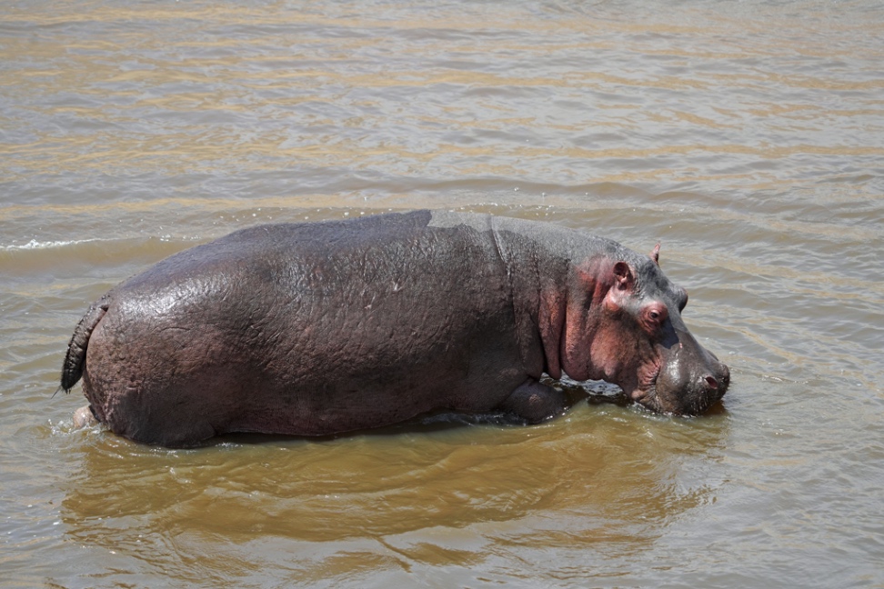 Hippopotamus amphibius