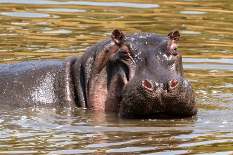 Hippopotamus amphibius mirándome fijamente