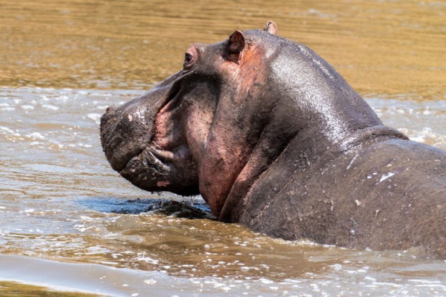 Hippopotamus-amphibius-se-da-la-vuelta