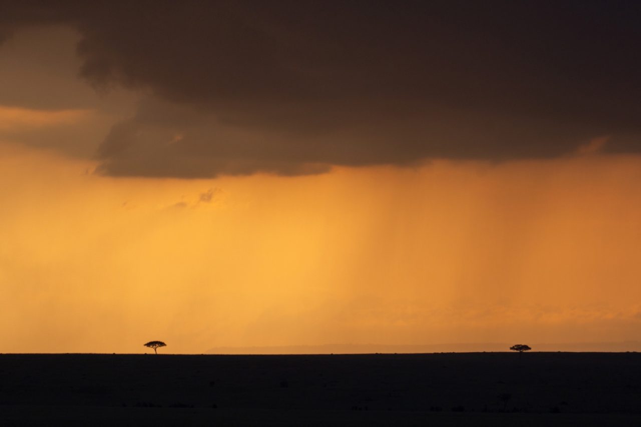 Serengueti por la tarde