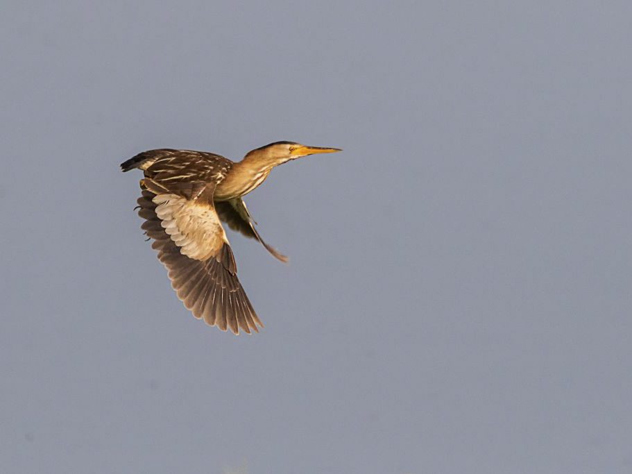 Hembra de avetorillo en vuelo Hembra de avetorillo en vuelo
