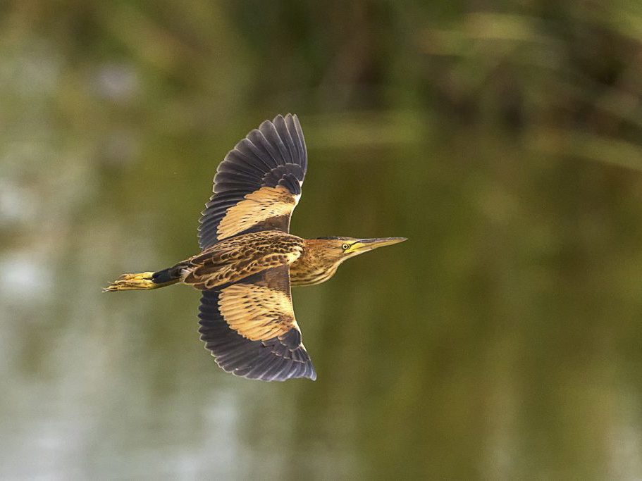 Hembra de avetorillo en vuelo Hembra de avetorillo en vuelo