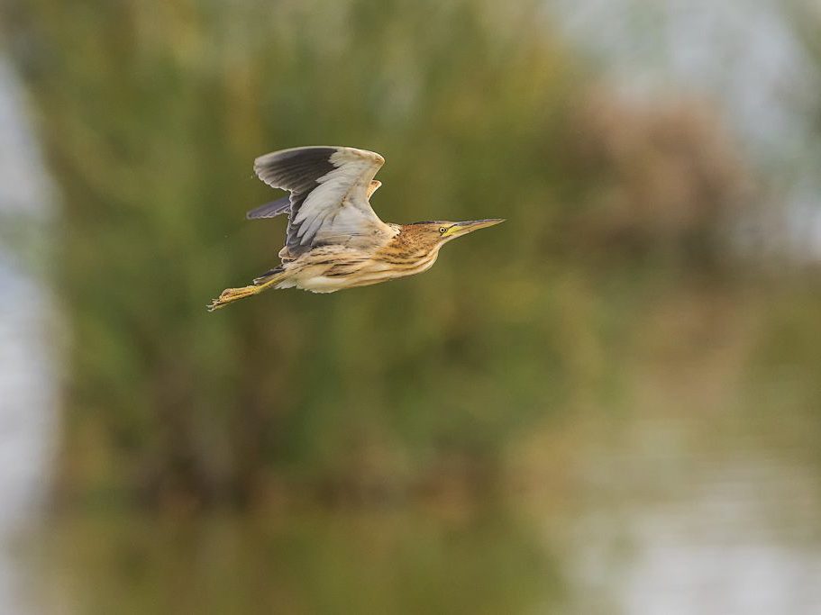 Hembra de avetorillo en vuelo Hembra de avetorillo en vuelo