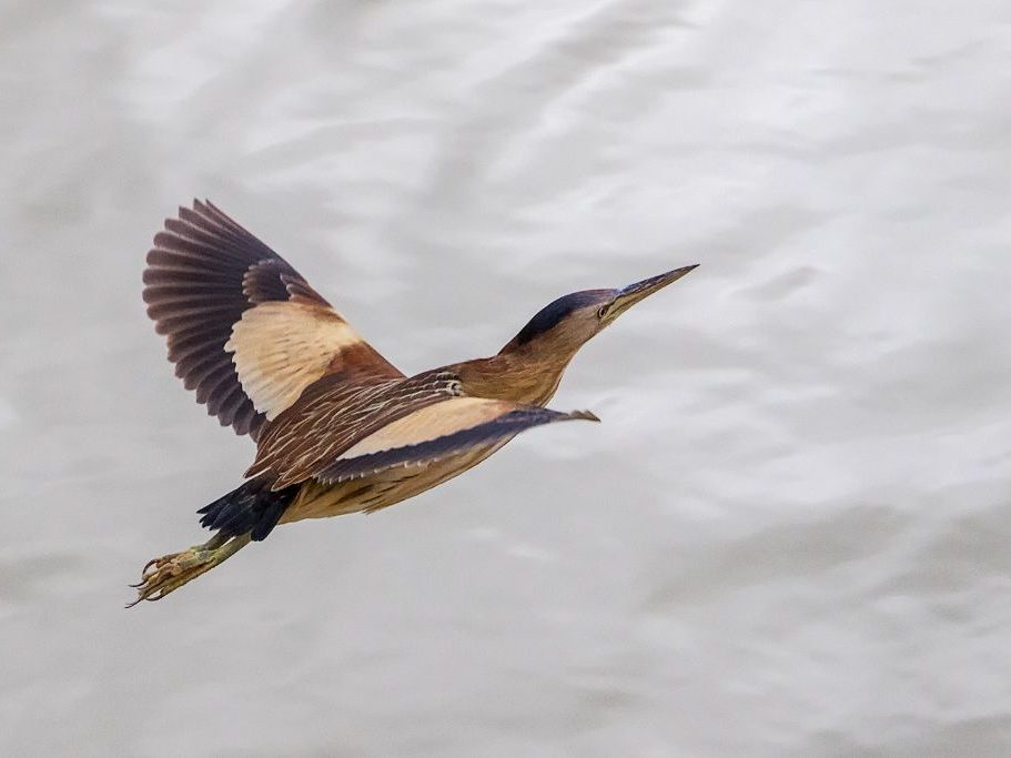 Vuelo de avetorillo hembra Vuelo de avetorillo hembra