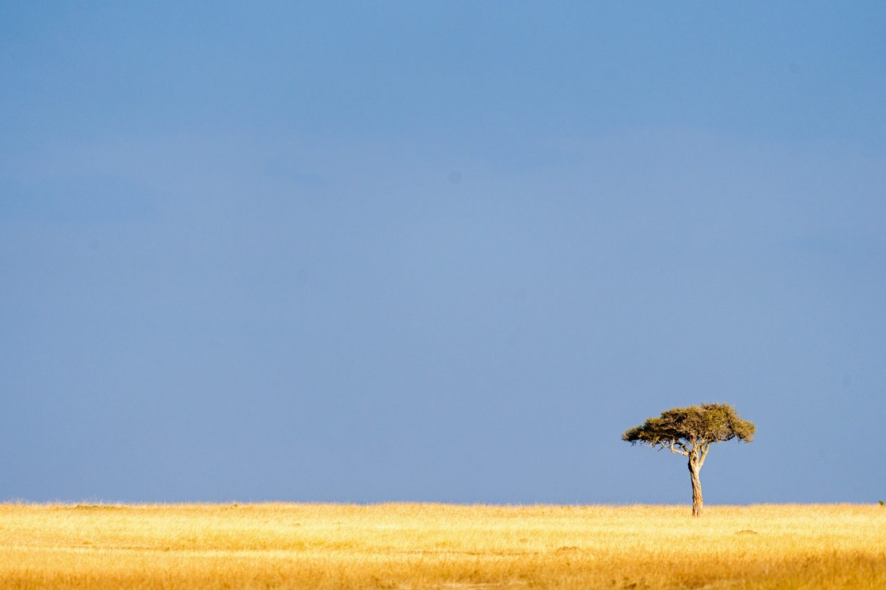 Serengueti de África