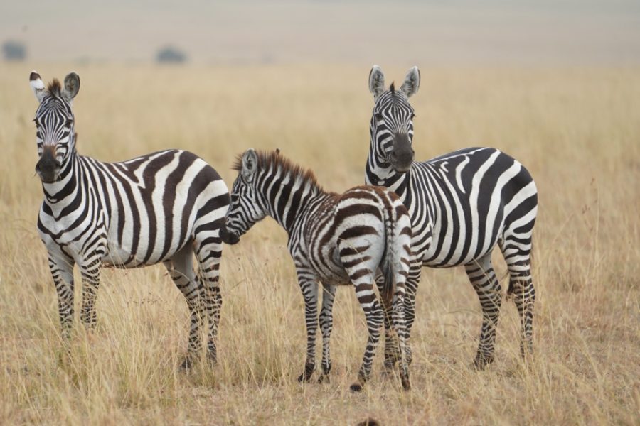 Familia de cebras (Equus quagga)