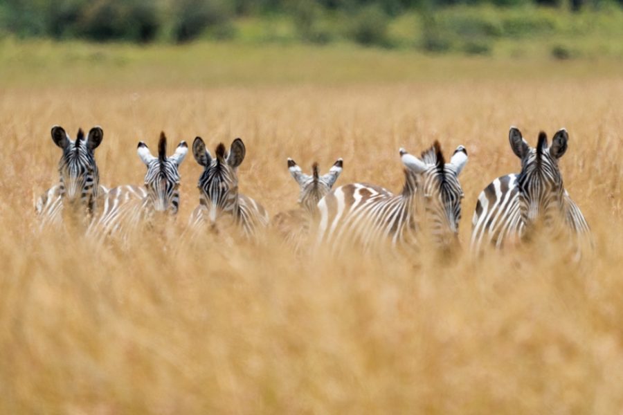 "Punky" cebras (Equus quagga) asomándose por la hierba alta