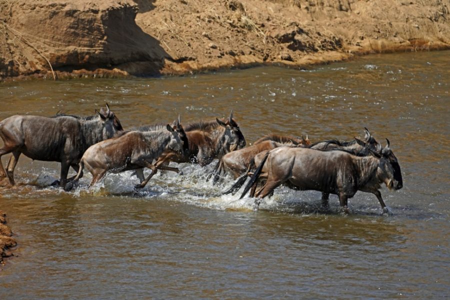 Ñus cruzando el río