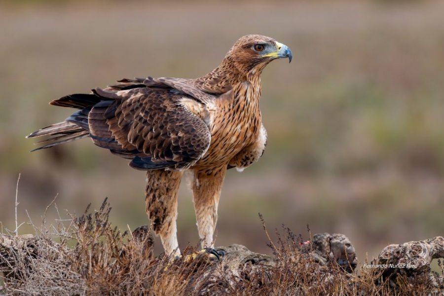 Águila perdicera juvenil