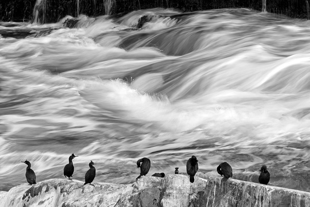 Cormoranes. BN en baja velocidad ©Félix Morlán Cormoranes. BN en baja velocidad ©Félix Morlán